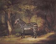 George Stubbs A Zebra oil